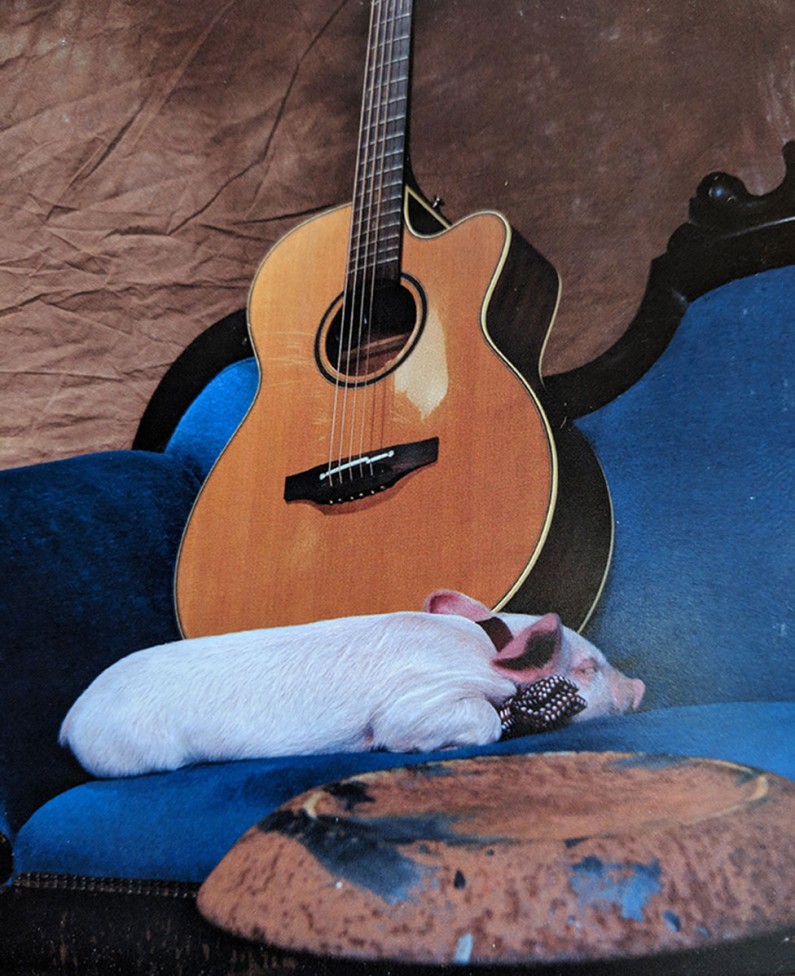 pig sleeping guitar