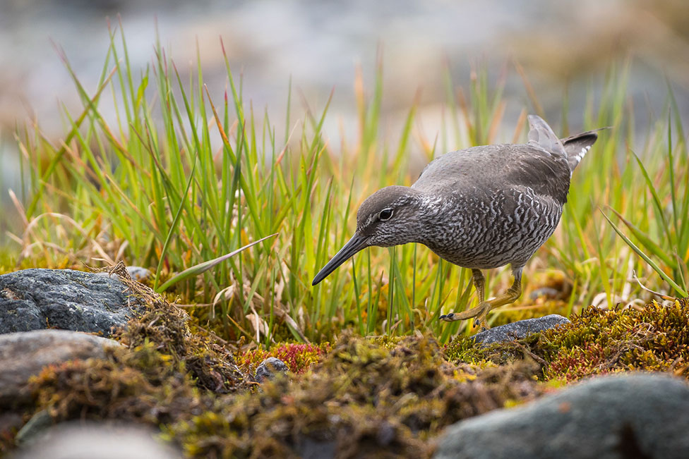 northern bird