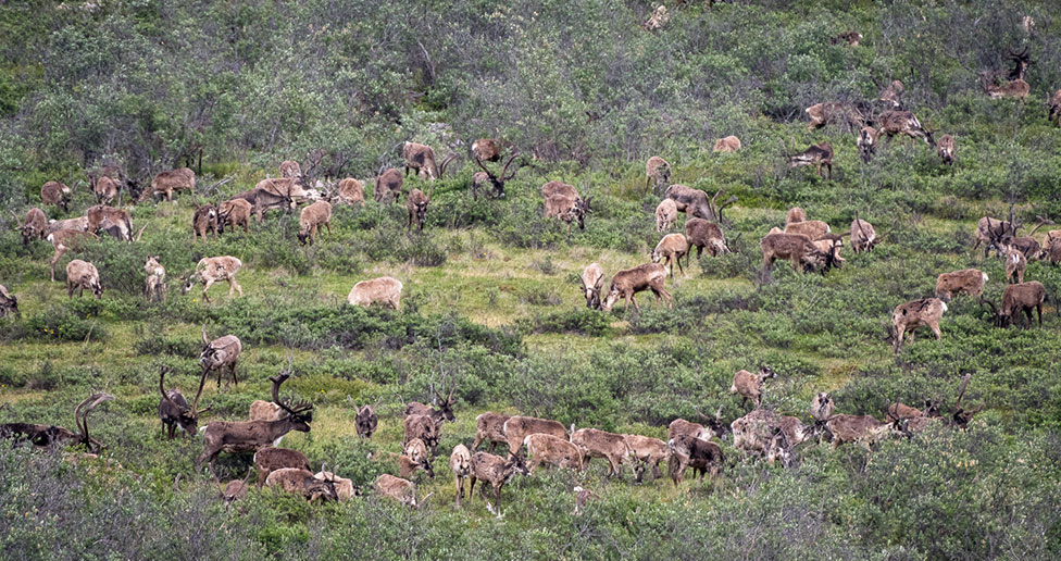 caribou herd arctic