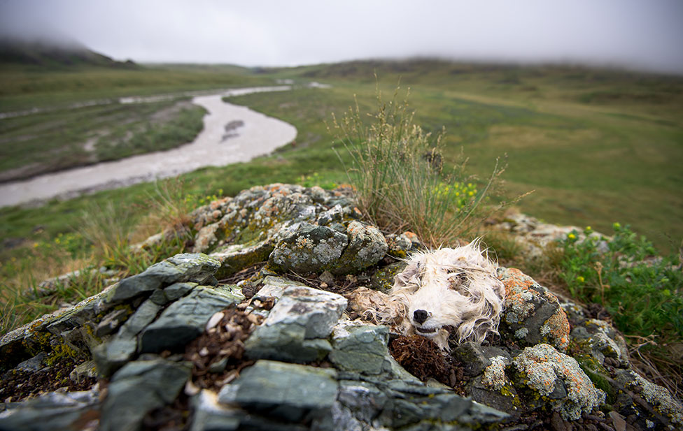 barren north landscape