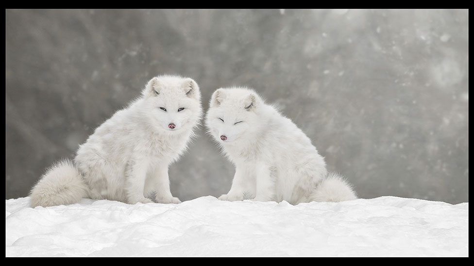 nature wolf winter