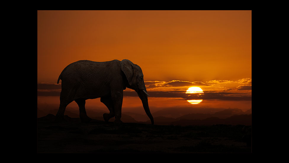 safari elephant sunset