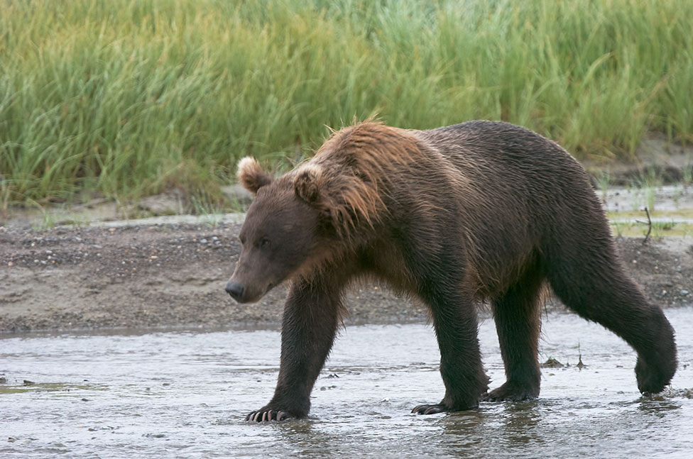 grizzly bear