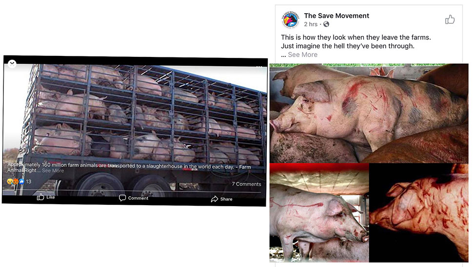 INHUMANE MEAT