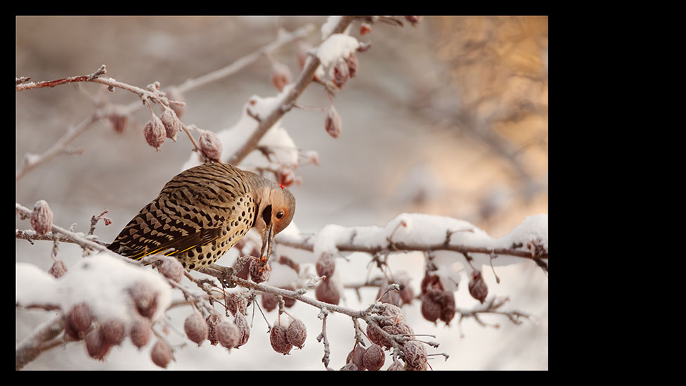 snow bird