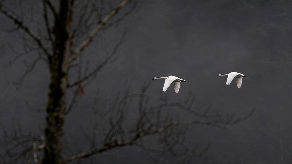 2 birds flying