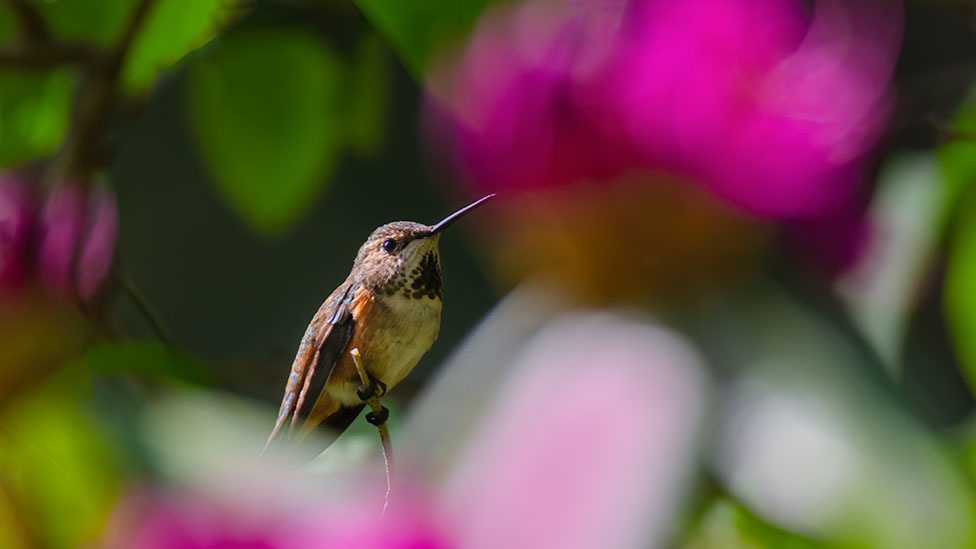 hummingbird