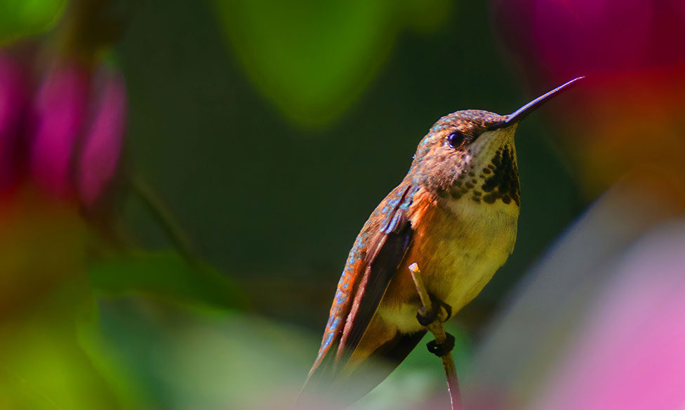 hummingbird colour