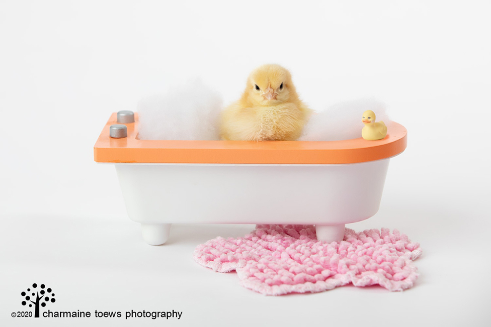 BATH CHICK