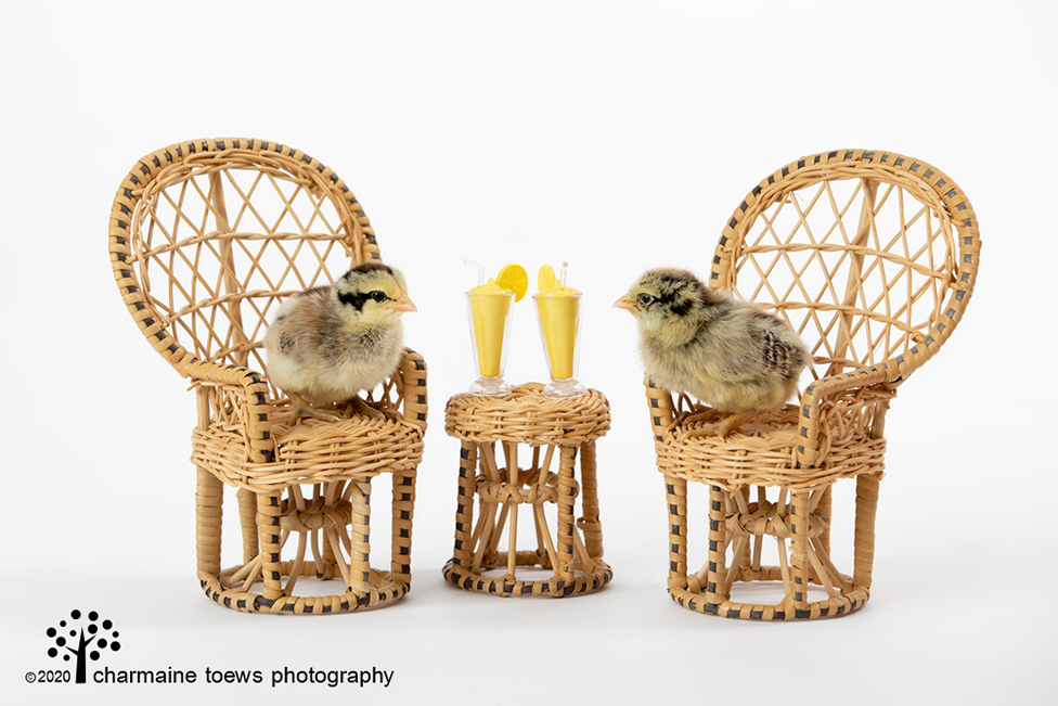 TIKI BAR CHICKENS