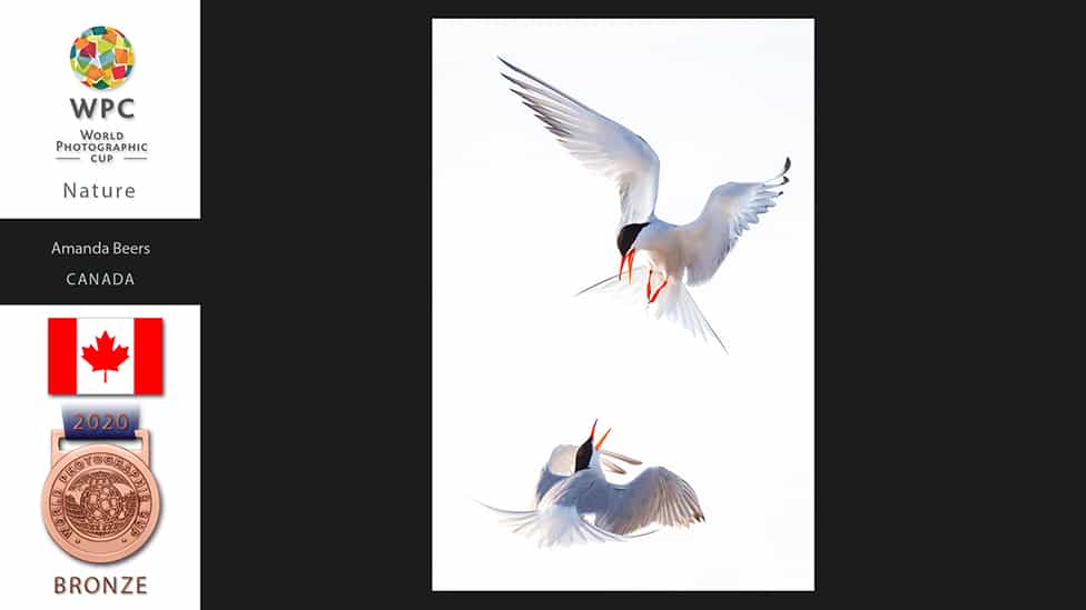 BIRDS FIGHTING FLYING