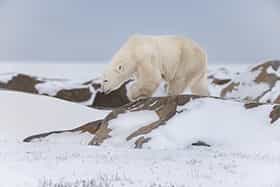 MANITOBA POLAR BEAR