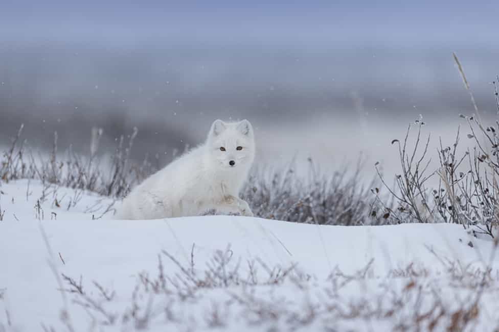 ARCTIC FOX