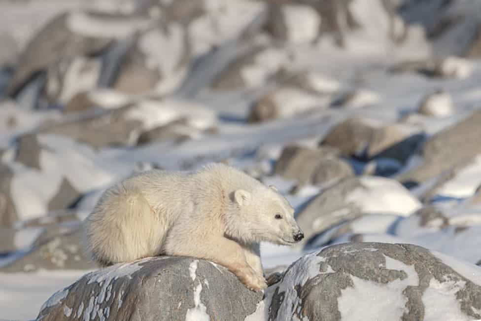 POLAR BEAR CUB