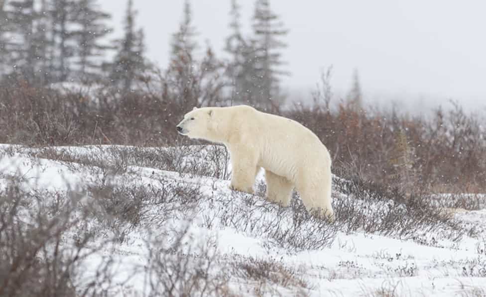 POLAR BEAR