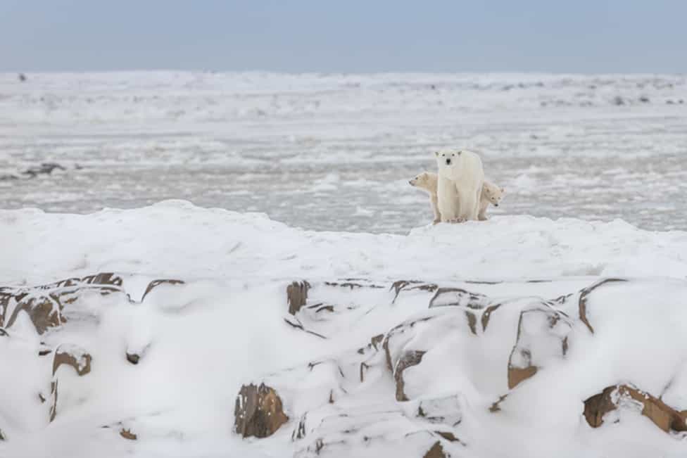 POLAR BEARS CUBS