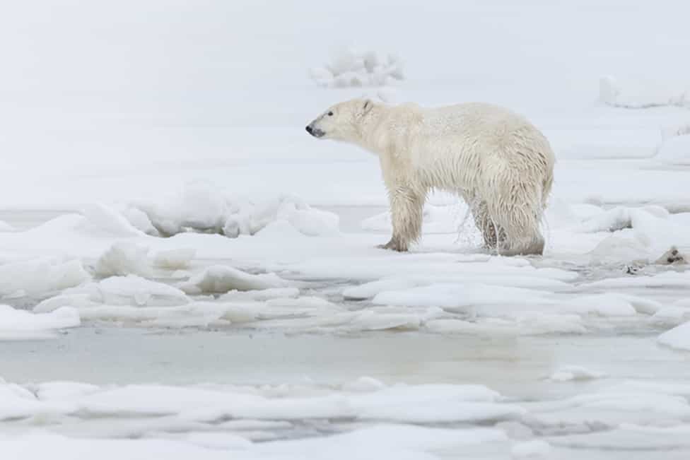 MANITOBA BEAR WINTER