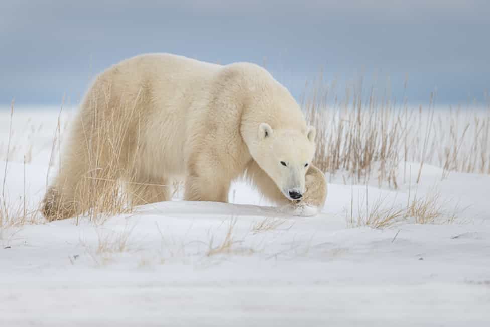 MALE POLAR BEAR