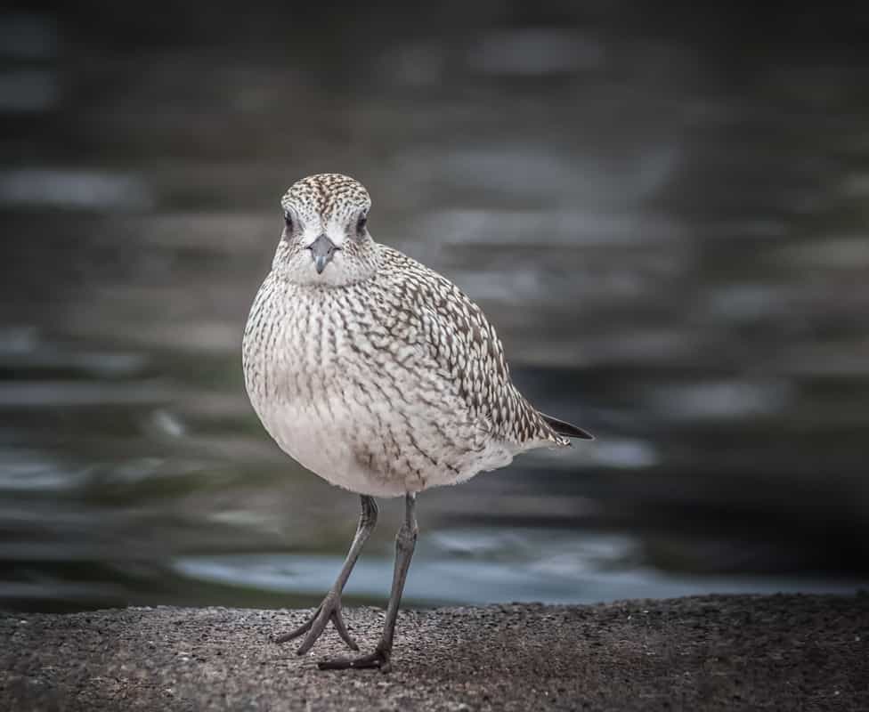 black bellied plover