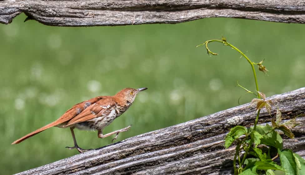 brown thrasher