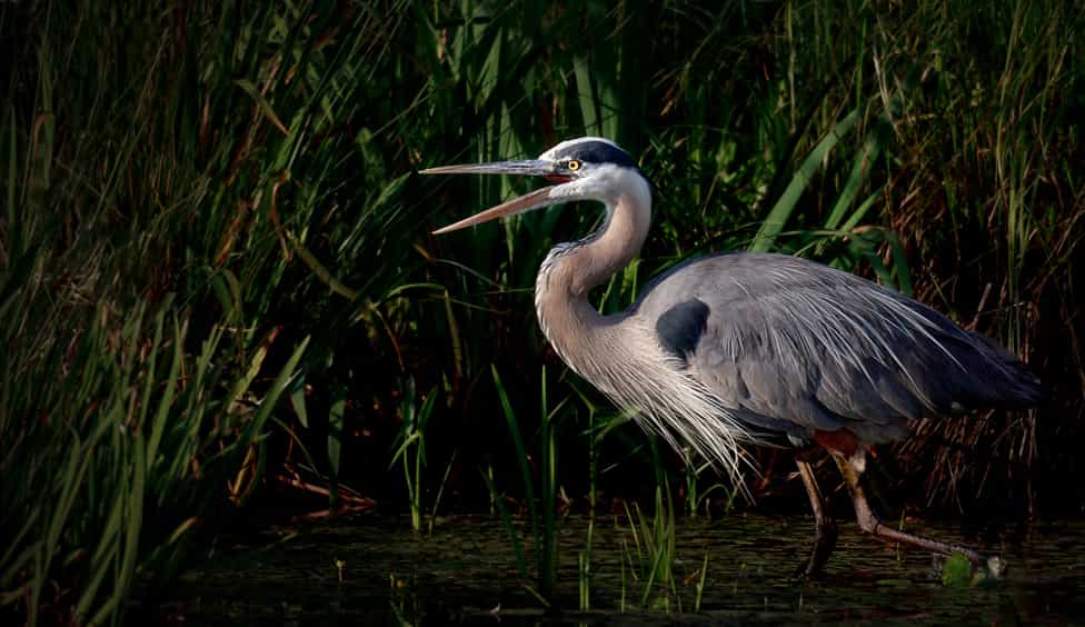 blue heron