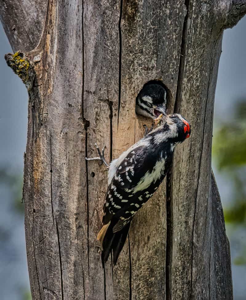 woodpecker