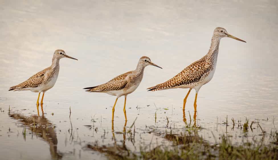 yellow legs bird