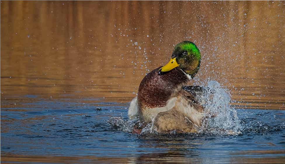 mallard