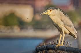 night heron