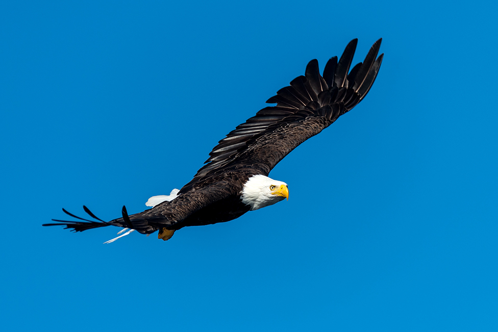 Eagle - Port Alice