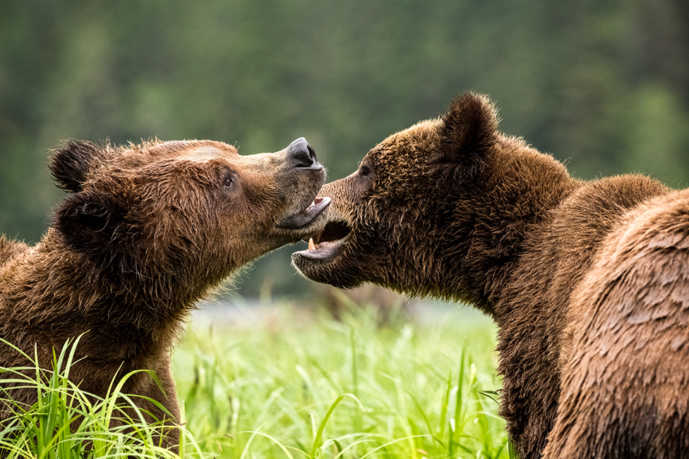 Bears - Give me a kiss