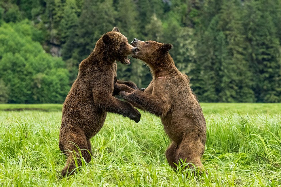 Bear Dance