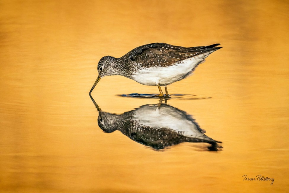 A sandpiper feeding at sunset