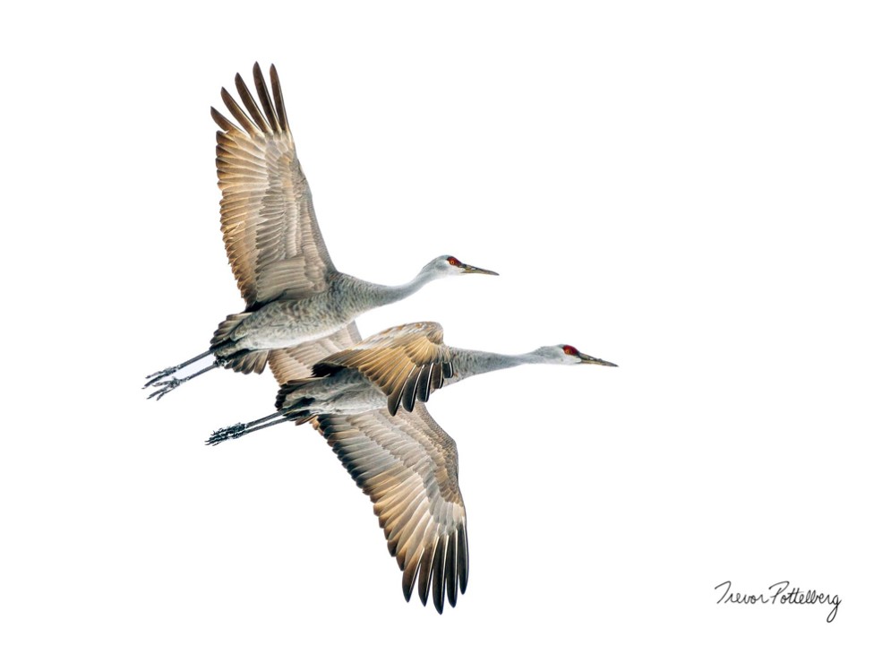 A pair of sandhill cranes in flight against a white background