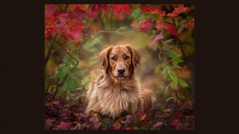 A Golden Retriever in Autumn Leaves