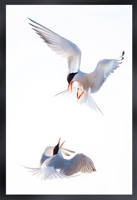 An award winning image of 2 terns fighting in midair by Amanda Beers