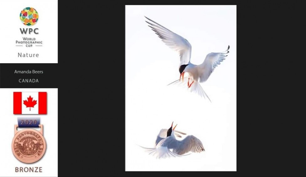 Bronze medal image of two terns fighting in mid air by Amada Beers