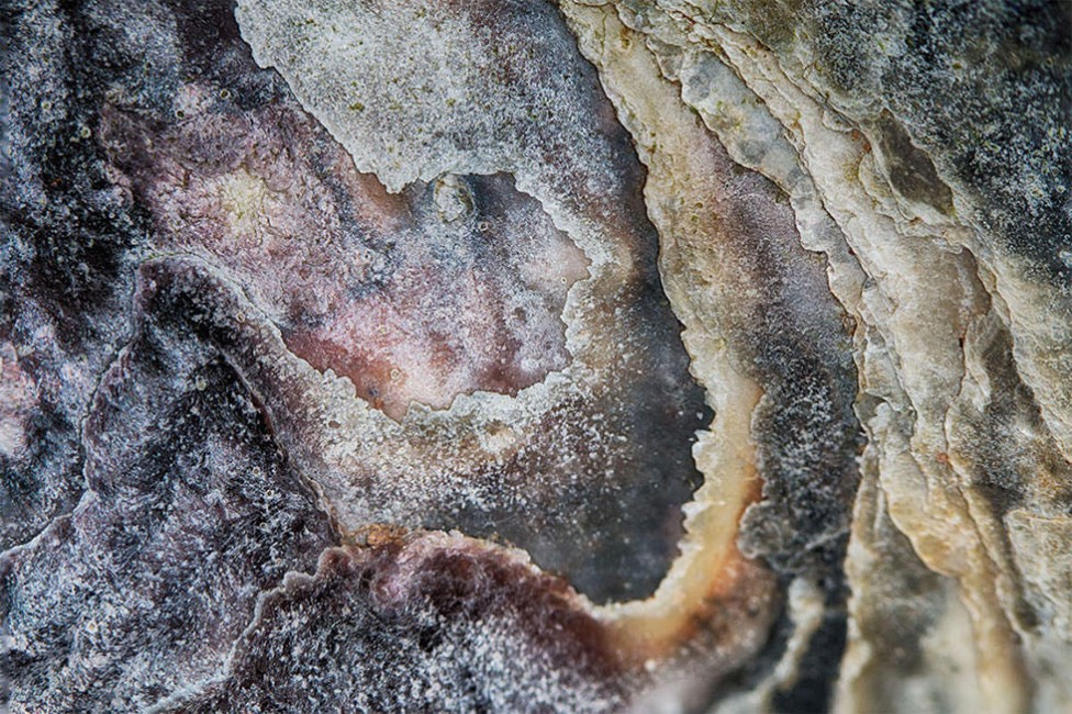 A focus stacked macro image of an oyster shell makes an abstract fine art piece by Debbie Brady of Oyster Art.