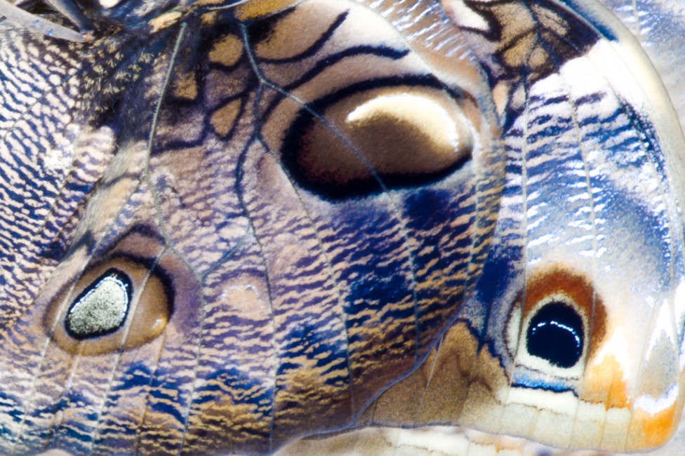 Close up macro photo of a butterfly wing