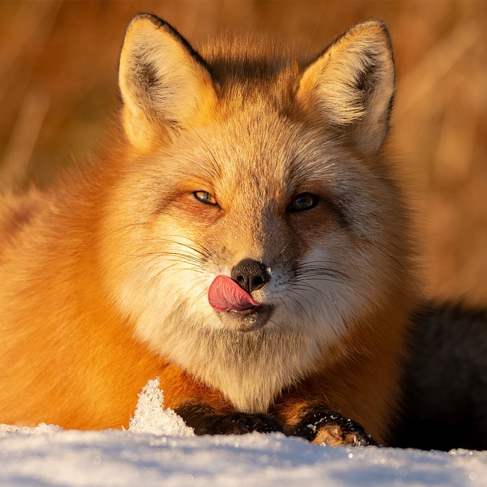 A red fox, licking his lips