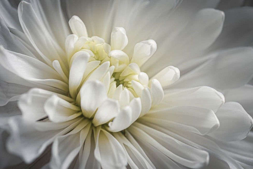 A close up image of white flower petals