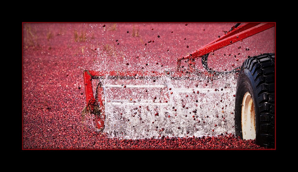 An image of a cranberry carousel on Prince Edward Island