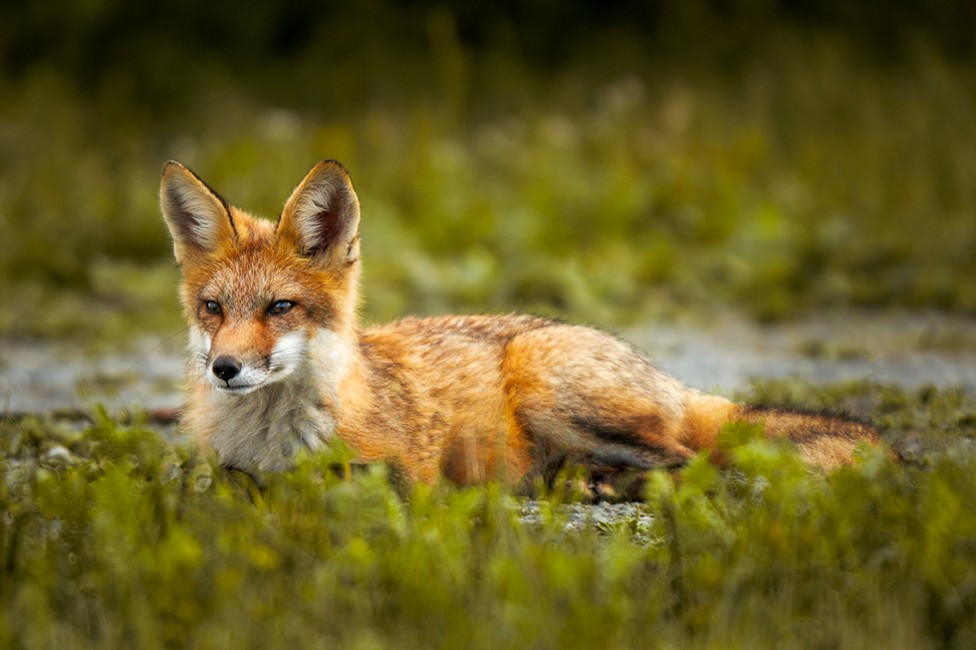 A photo of a red fox in the wild, by Moncton photographer Don Lewis