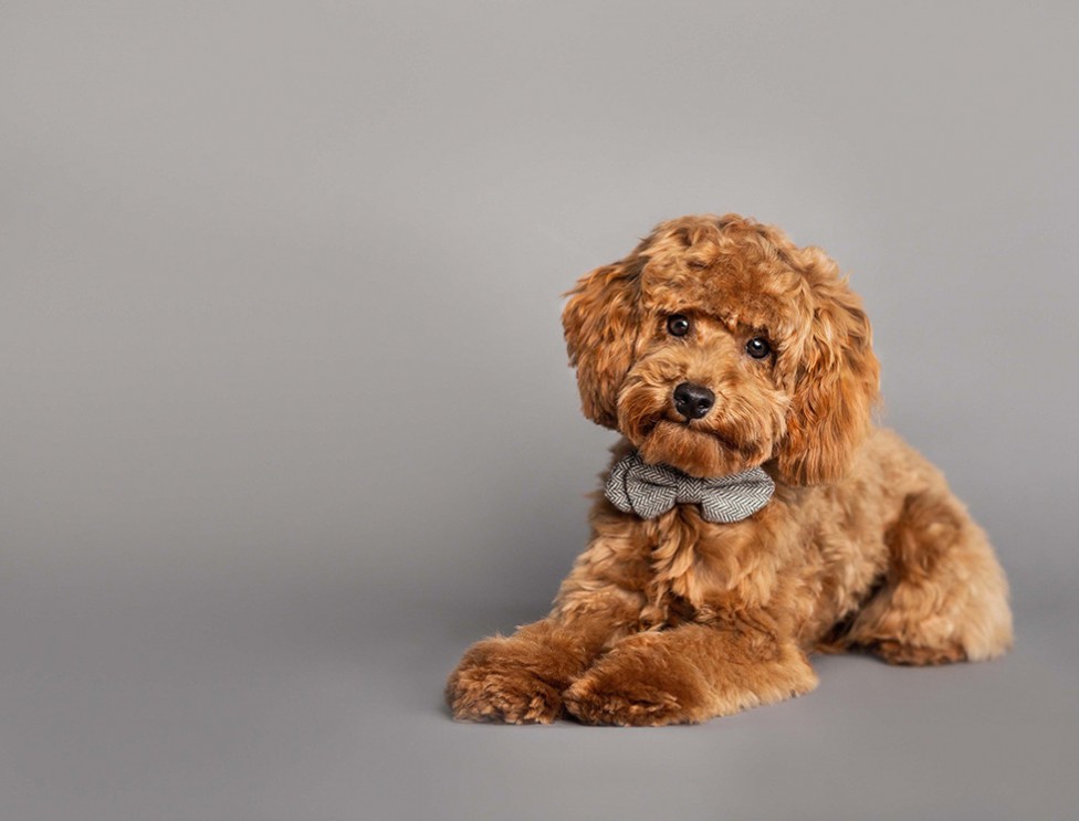 A studio shot of a microdoodle dog on a plain background