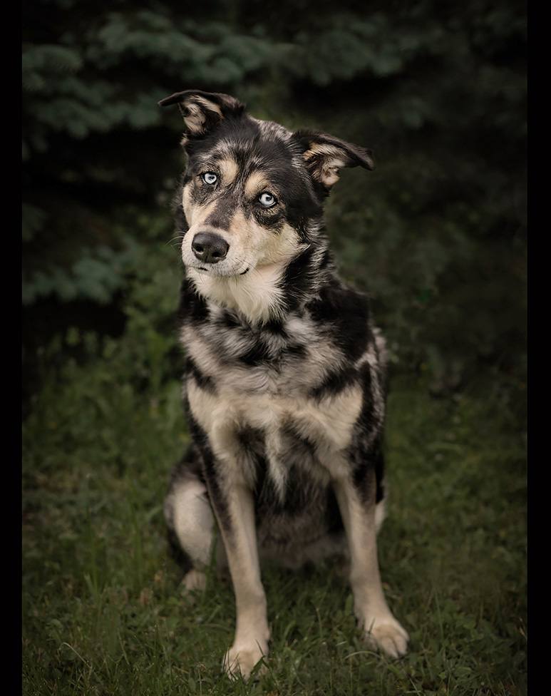 An outdoor portrait of a husky mix dog