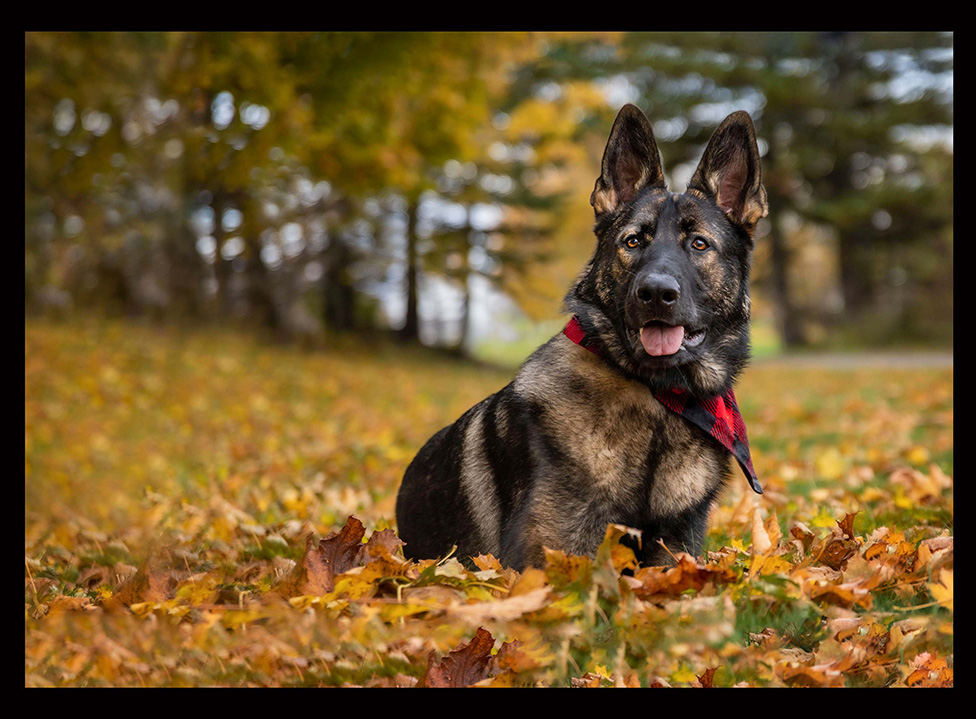 A photo of a German Shepherd dog in fall leaves