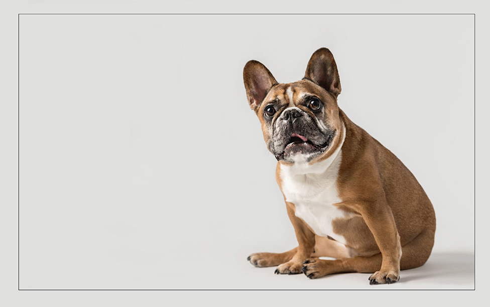 A studio image of a French Bulldog on a plain background