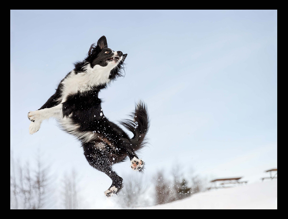 A photo of a border collie jumping in mid air