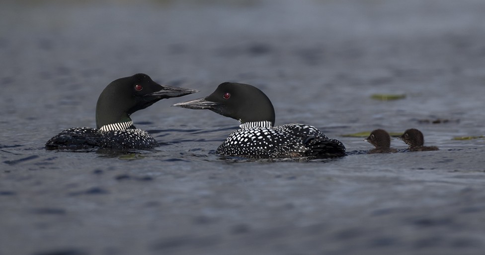A photo of a pair of loons with chicks