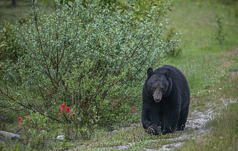  photo of a black bear